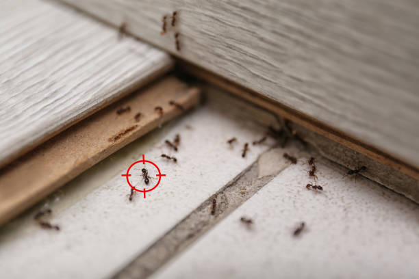 Wildlife Control Services in Manistee, MI
