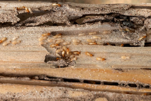 Best Best Pest Control Companies  in Manistee, MI