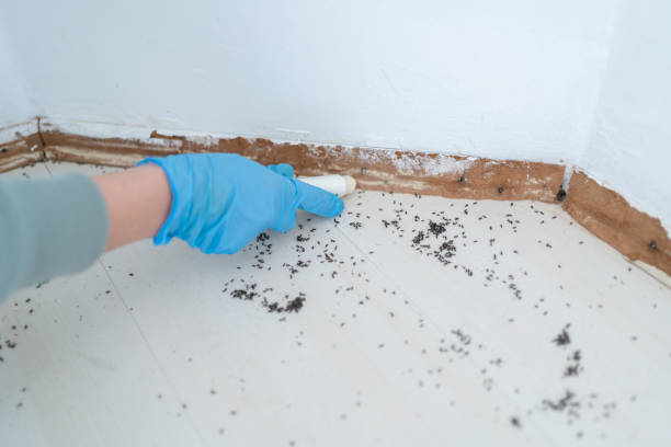 Best Best Pest Control Companies  in Manistee, MI